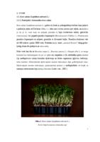 Klijavost sjemena kres salate nakon tretmana biljnim ekstraktima